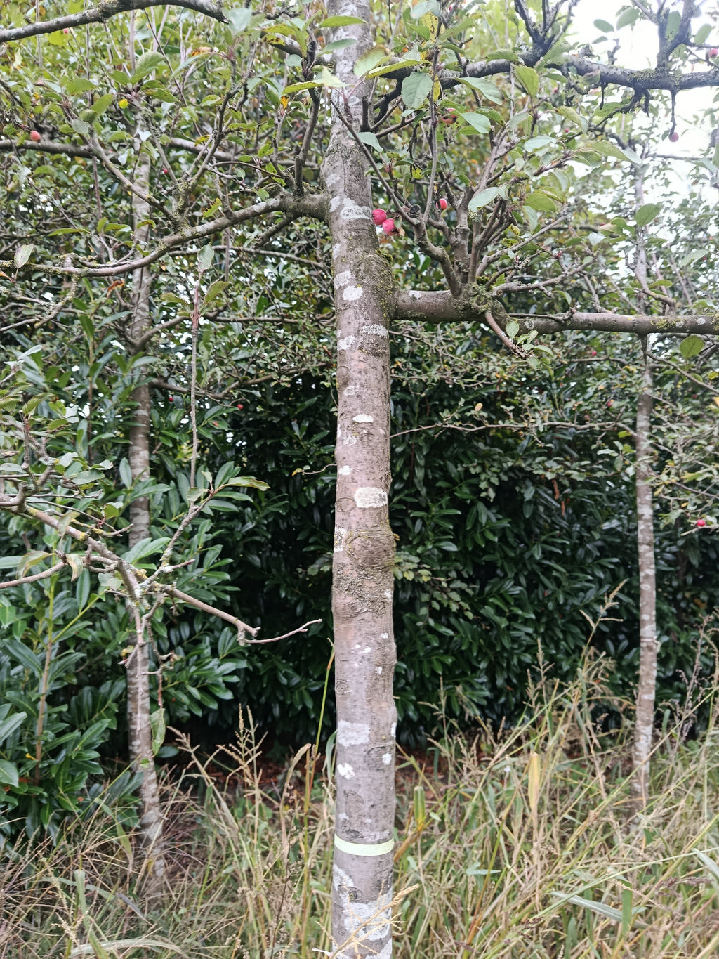 Rode Sierappel (Malus Red Sentinel) Leivorm, volwassenere bomen