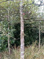 Rode Sierappel (Malus Red Sentinel) Leivorm, volwassenere bomen