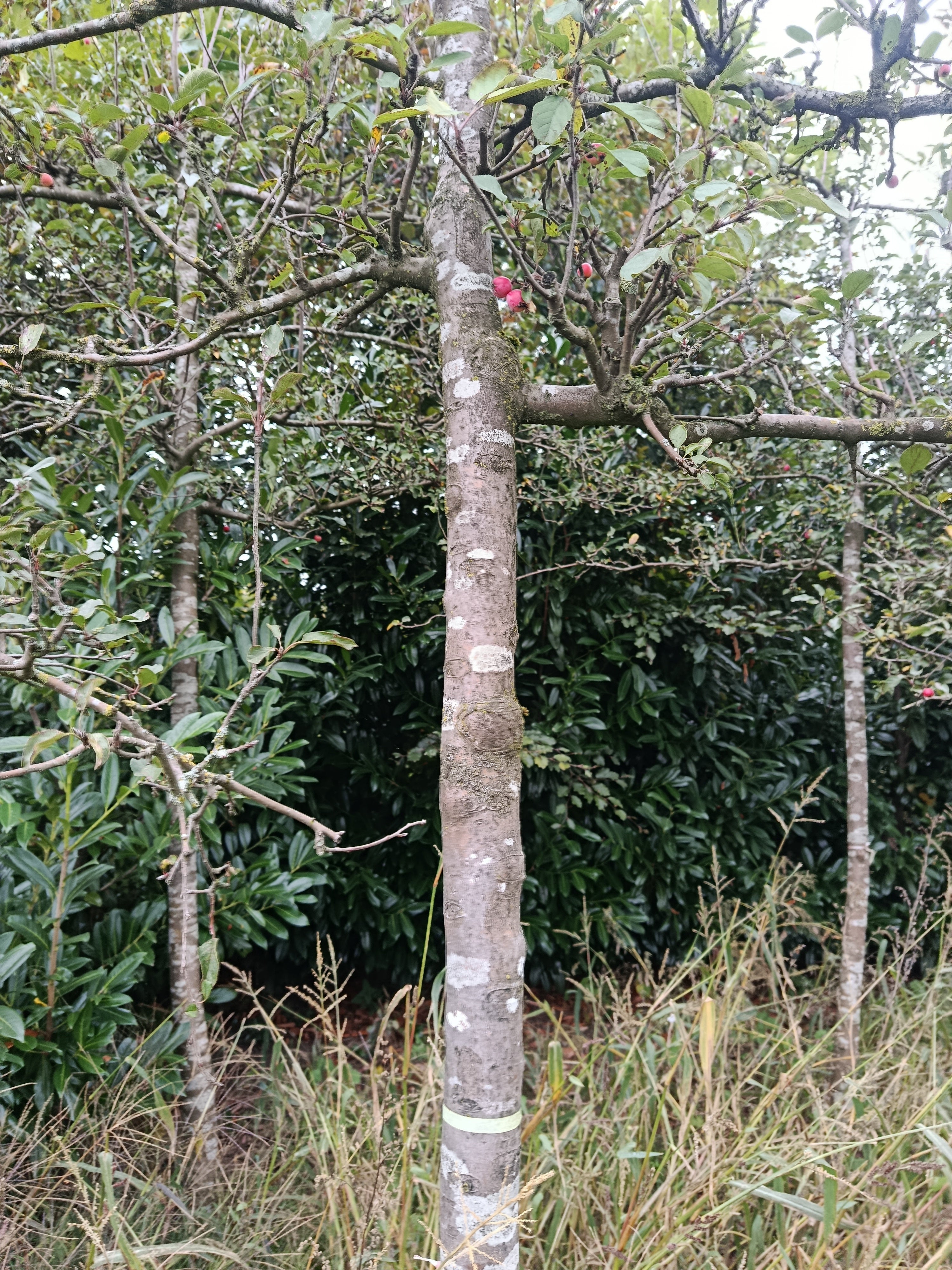Rode Sierappel (Malus Red Sentinel) Leivorm, volwassenere bomen