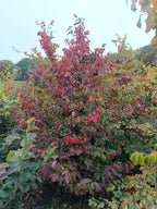 Perzisch ijzerhout bont blad (Parrotia persica percian) struikvorm