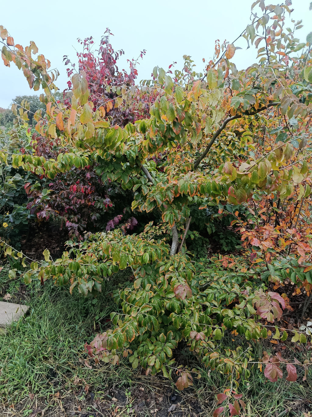 Perzisch ijzerhout bont blad (Parrotia persica percian) struikvorm