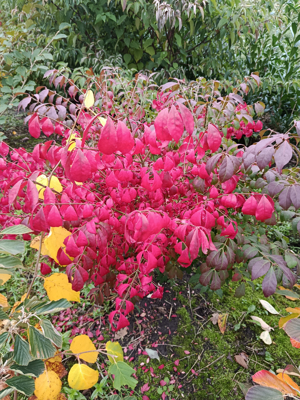 Kardinaalmuts (Euonymus alata compacta)