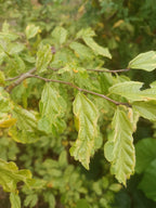 Perzisch ijzerhout bont blad (Parrotia persica percian) struikvorm