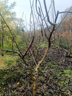 Gewone walnoot / okkernoot (Juglans Regia) meerstammig