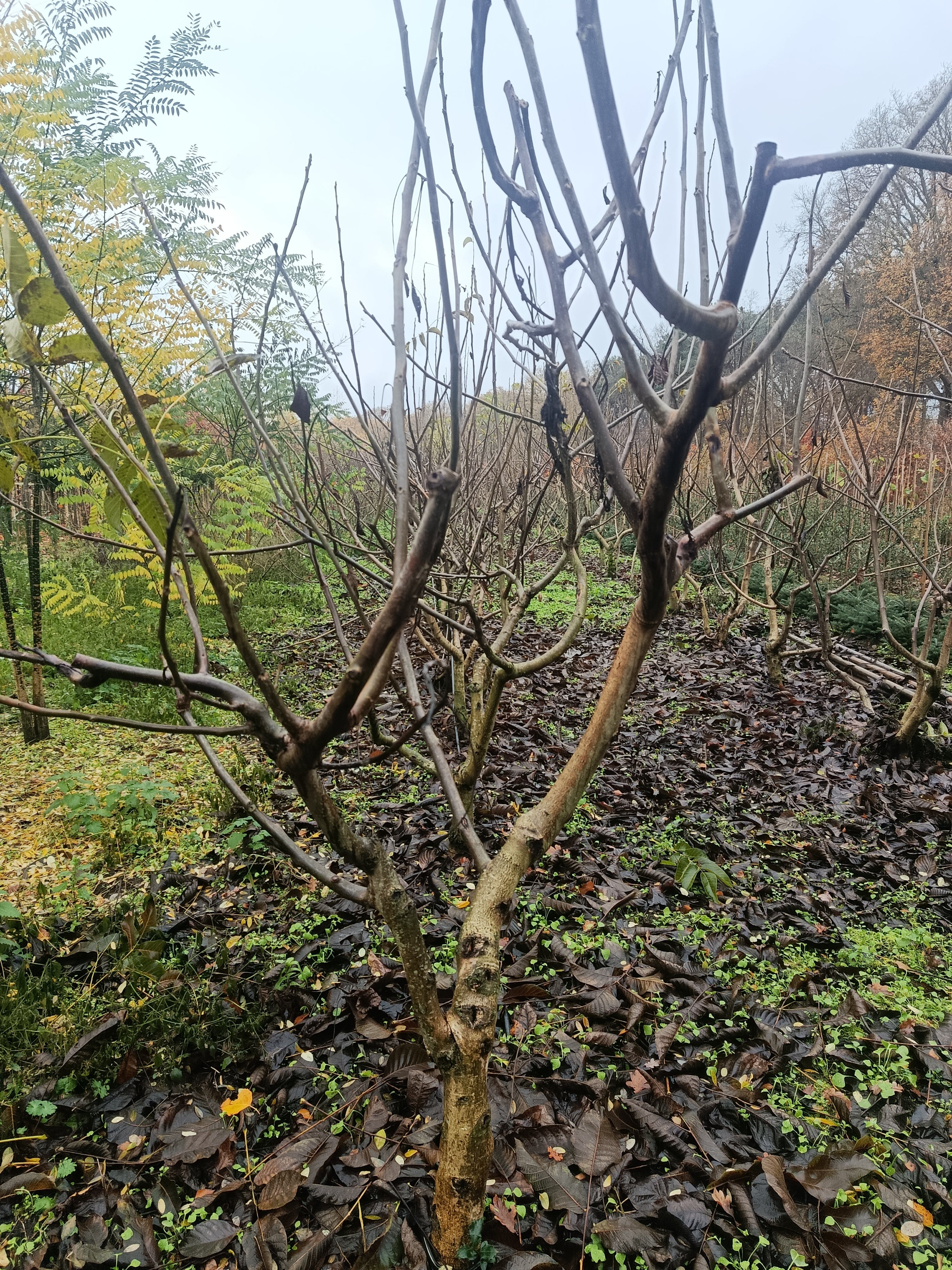 Gewone walnoot / okkernoot (Juglans Regia) meerstammig