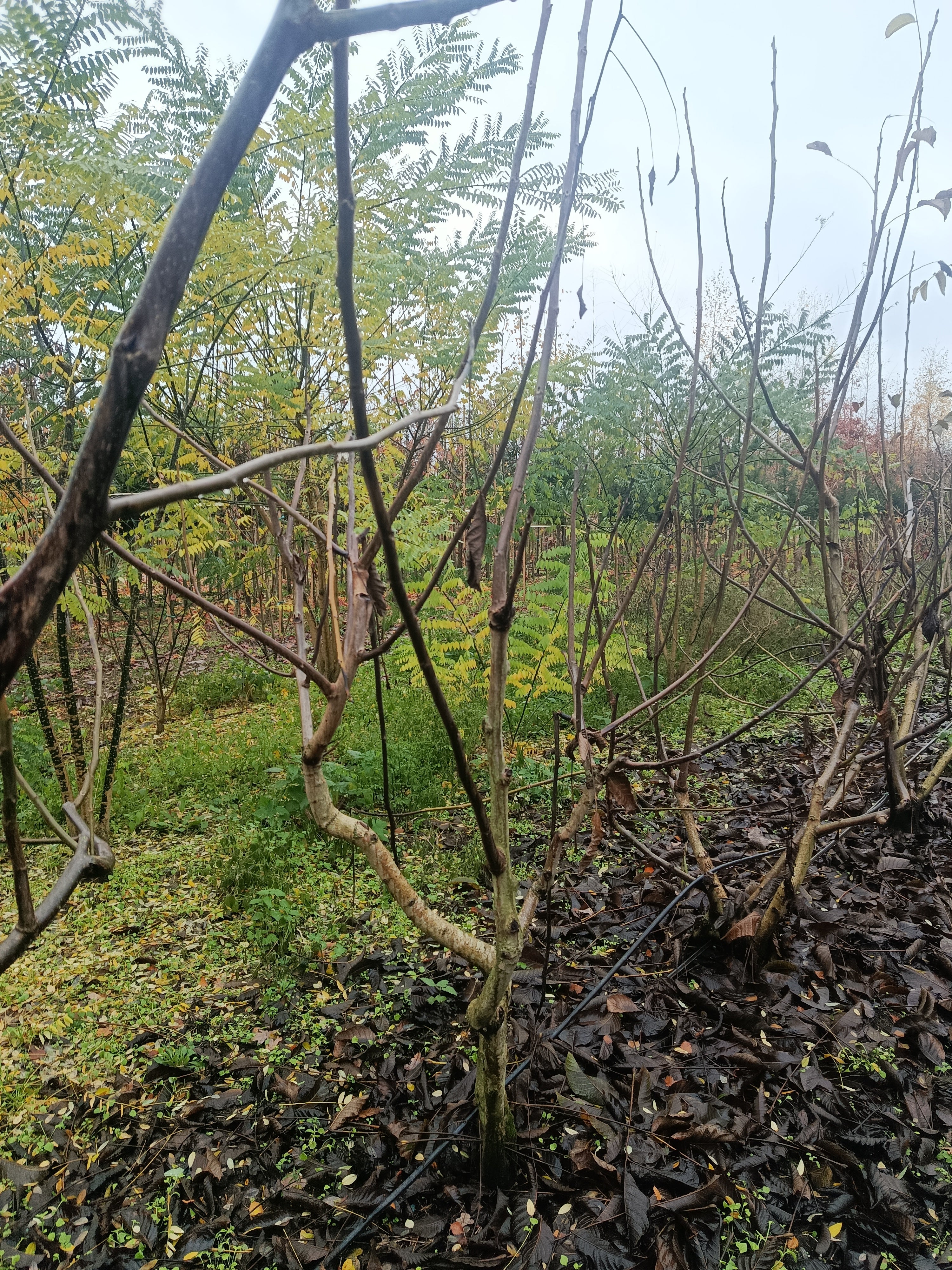 Gewone walnoot / okkernoot (Juglans Regia) meerstammig