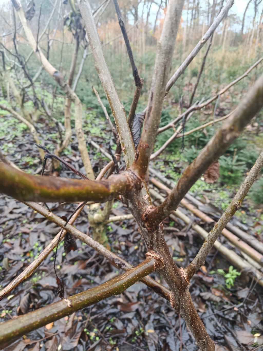 Gewone walnoot / okkernoot (Juglans Regia) meerstammig