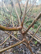 Gewone walnoot / okkernoot (Juglans Regia) meerstammig