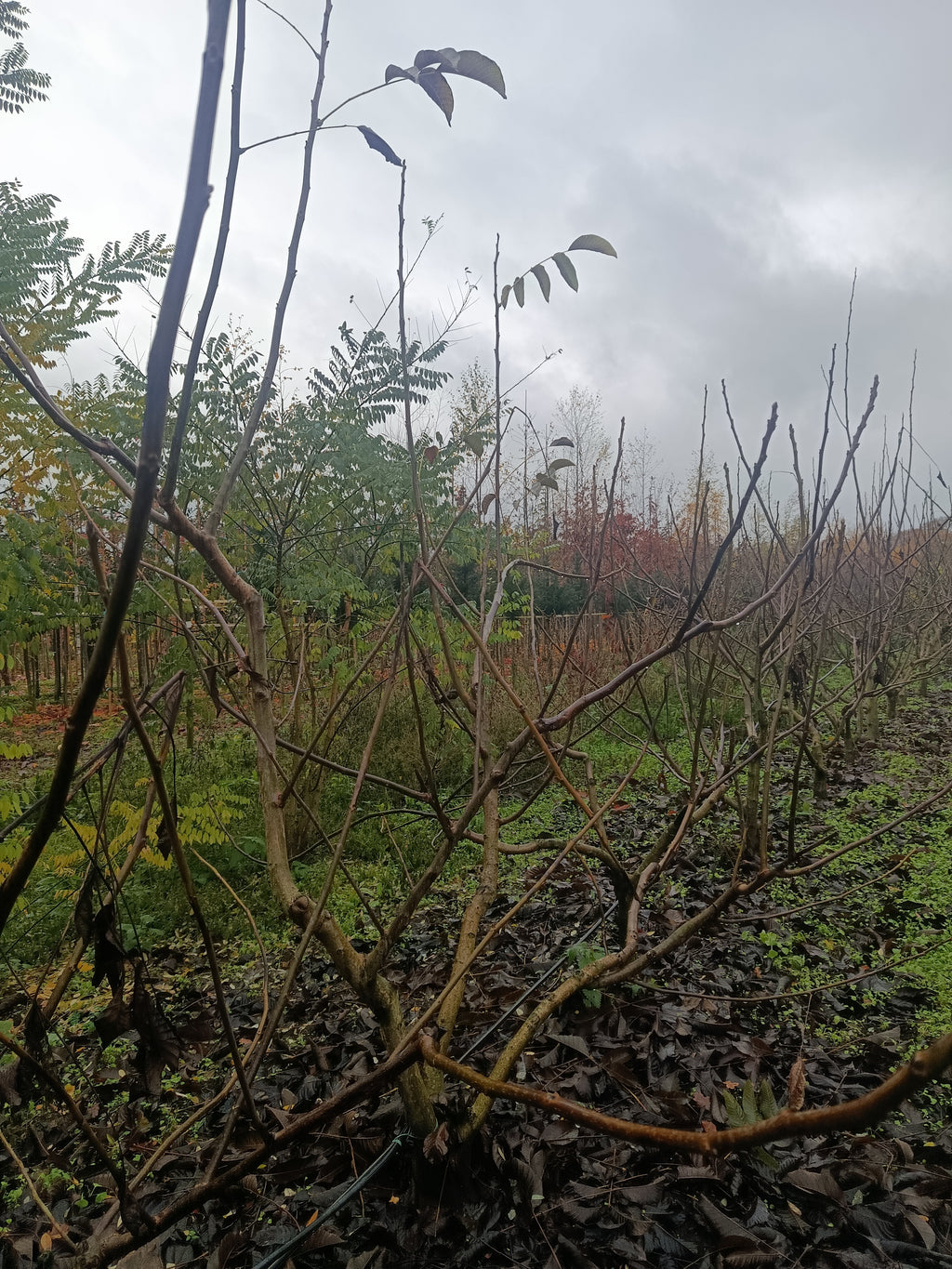 Gewone walnoot / okkernoot (Juglans Regia) meerstammig