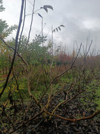 Gewone walnoot / okkernoot (Juglans Regia) meerstammig