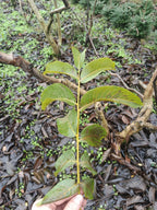 Gewone walnoot / okkernoot (Juglans Regia) meerstammig