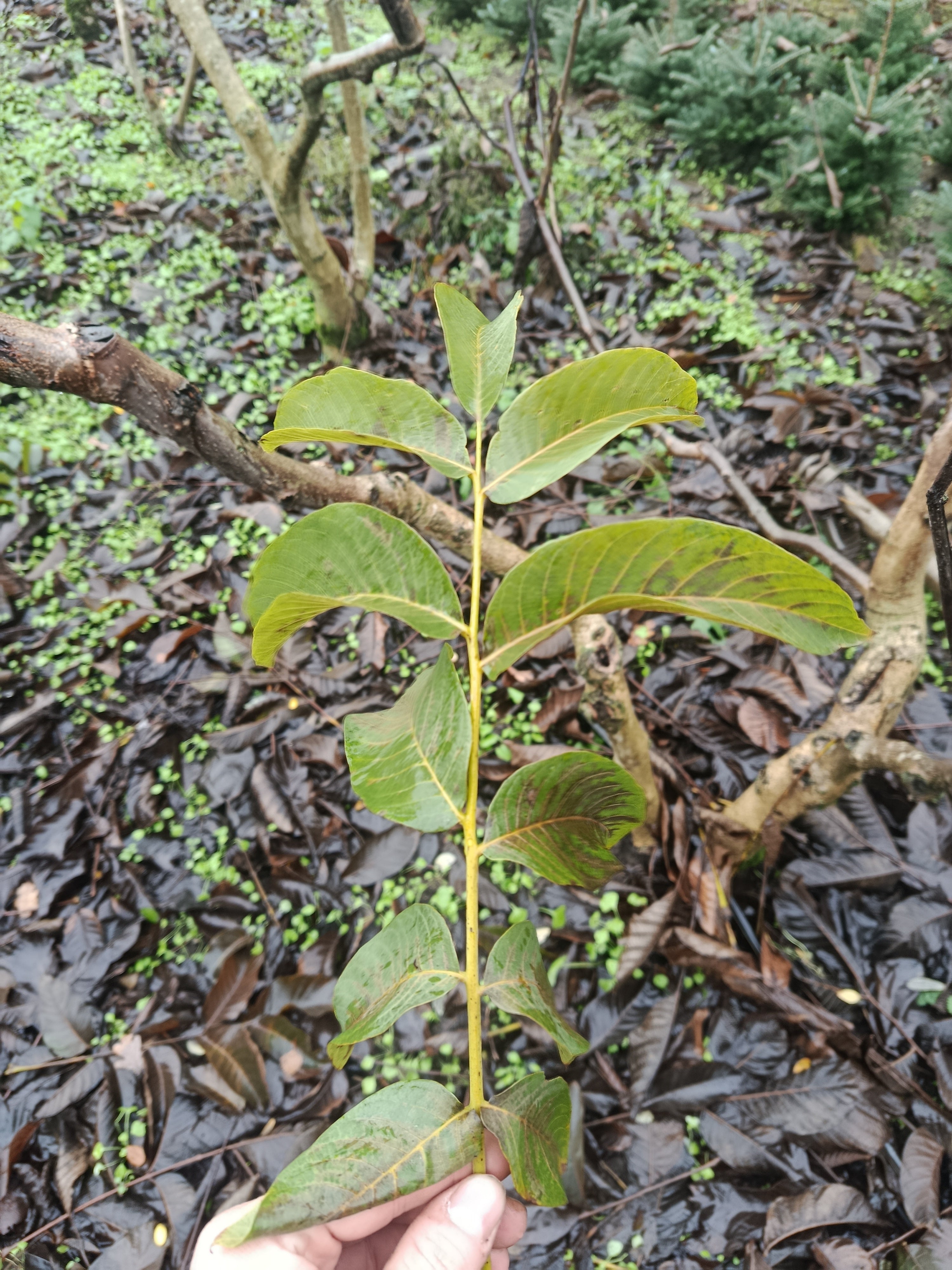 Gewone walnoot / okkernoot (Juglans Regia) meerstammig