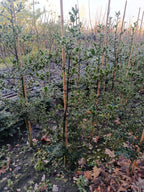Hulst  (Ilex aquifolium)