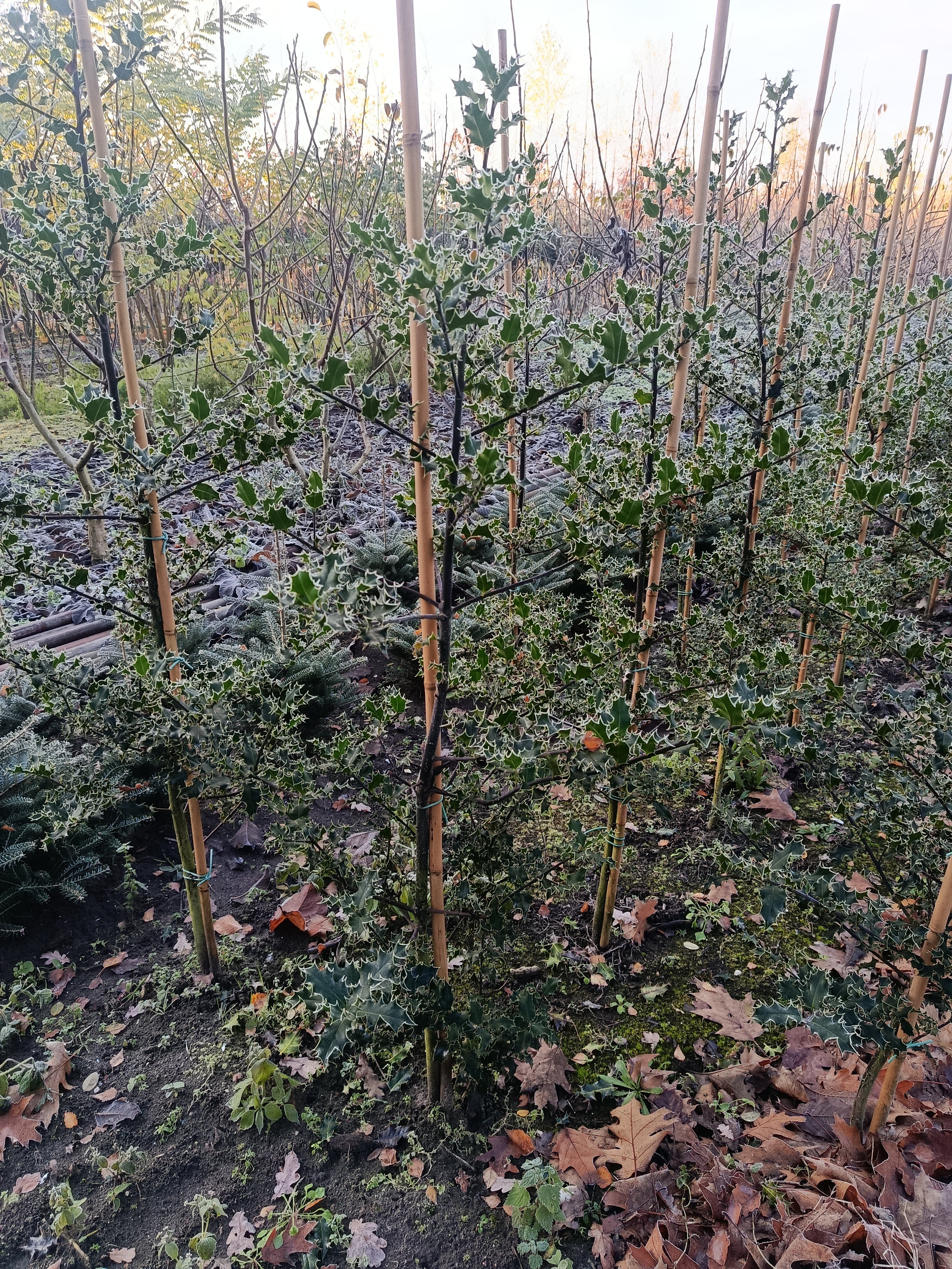 Hulst  (Ilex aquifolium)