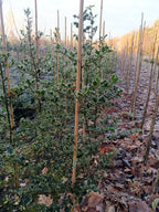 Hulst  (Ilex aquifolium)
