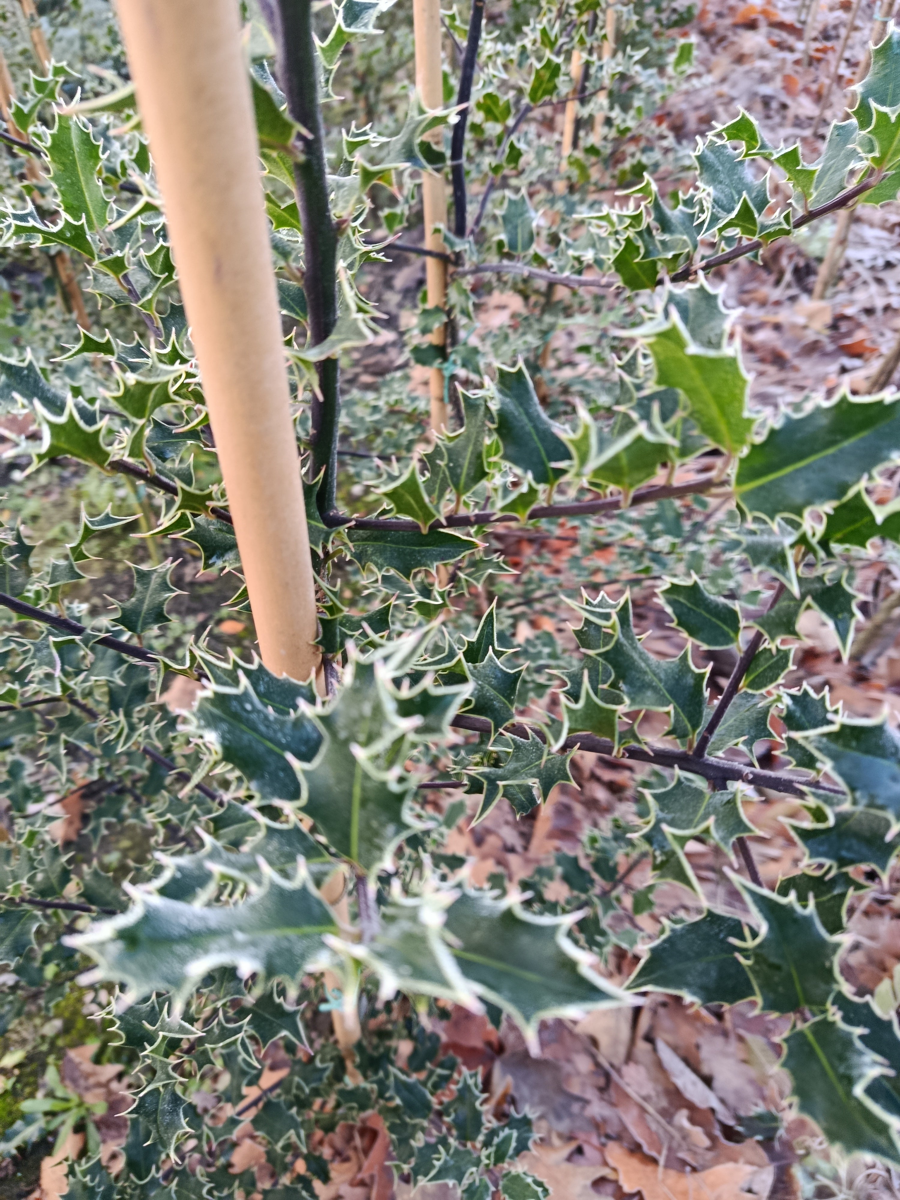Hulst  (Ilex aquifolium)