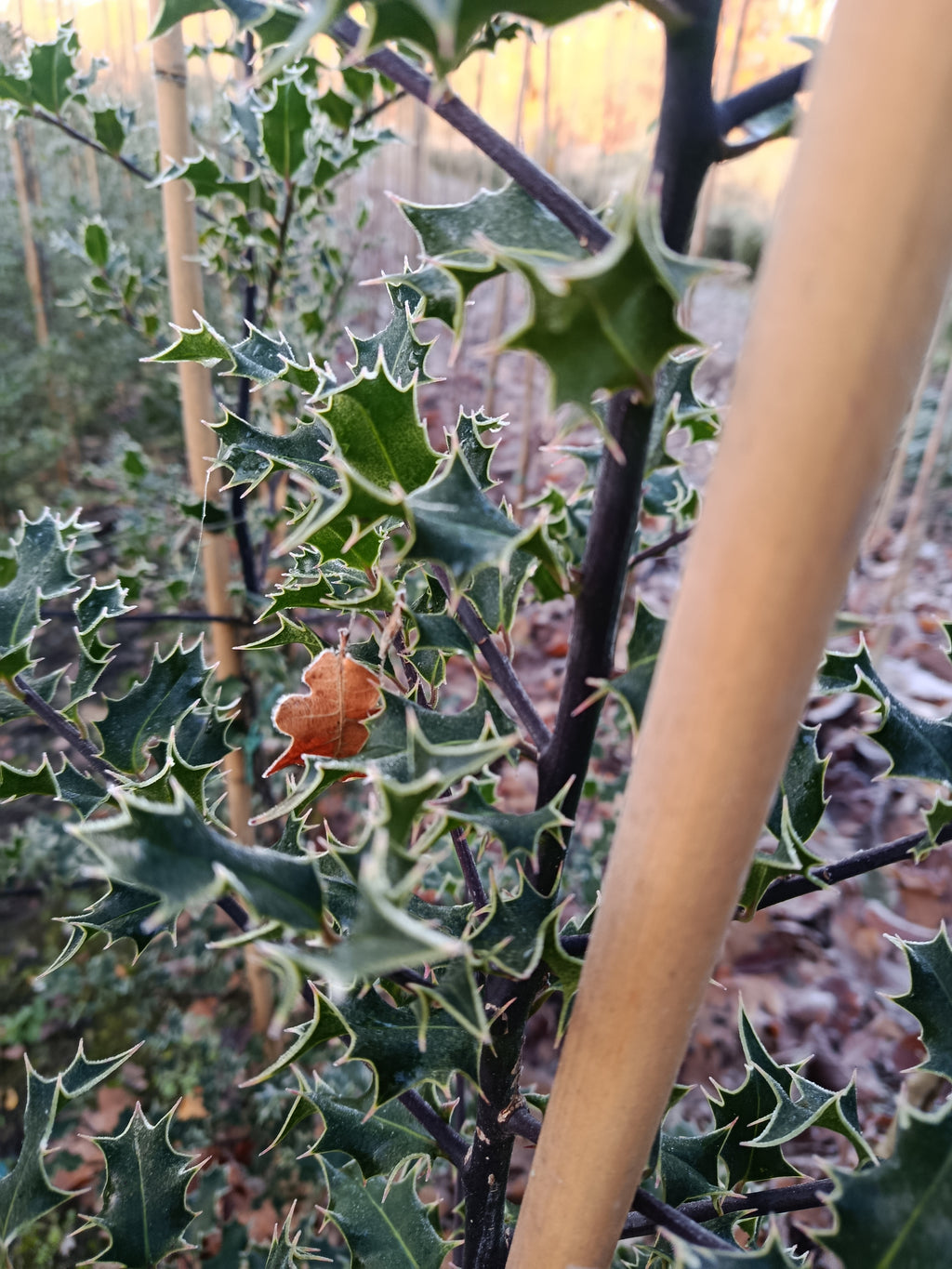 Hulst  (Ilex aquifolium)
