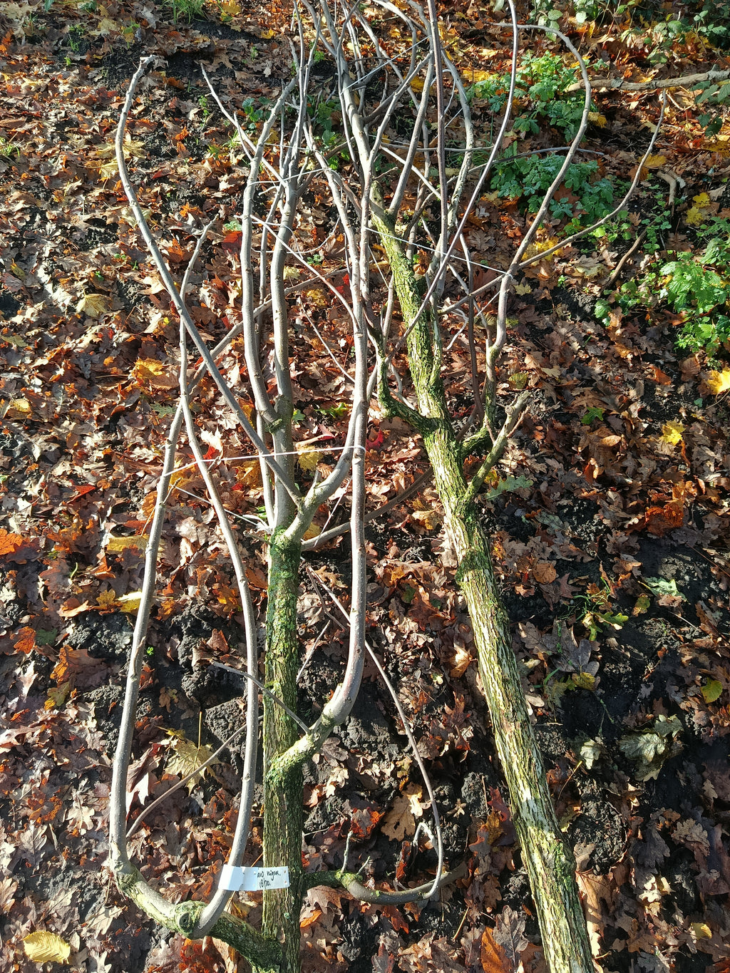 Zwarte walnoot (Juglans Nigra) hoogstam