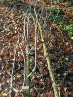 Zwarte walnoot (Juglans Nigra) hoogstam