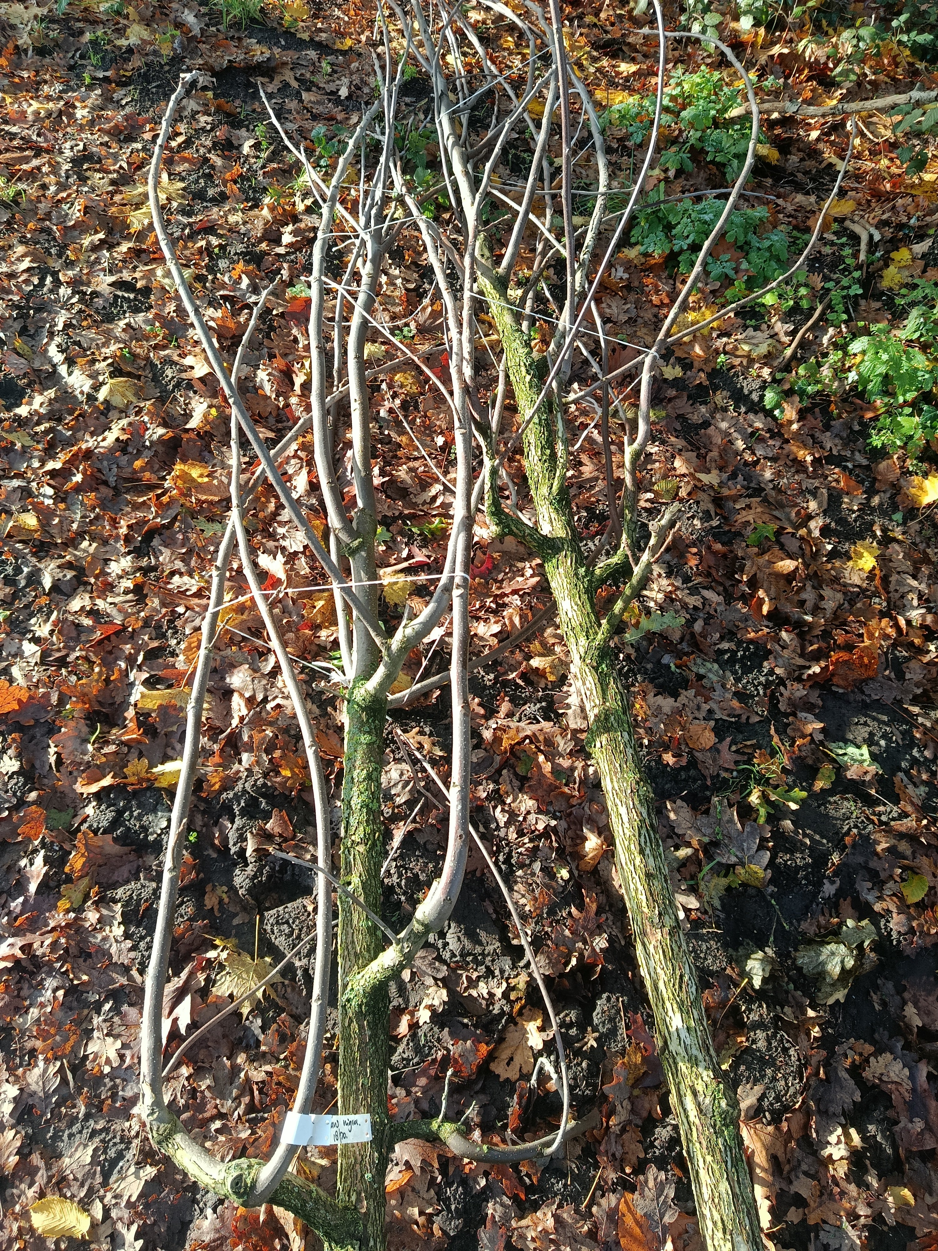 Zwarte walnoot (Juglans Nigra) hoogstam