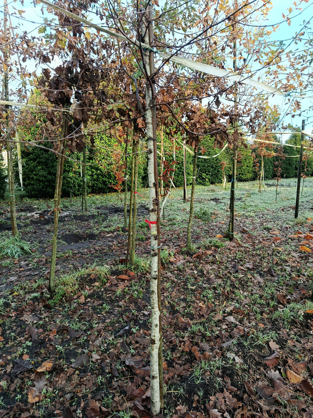 Zoete berk of kersenberk (Betula lenta) hoogstam