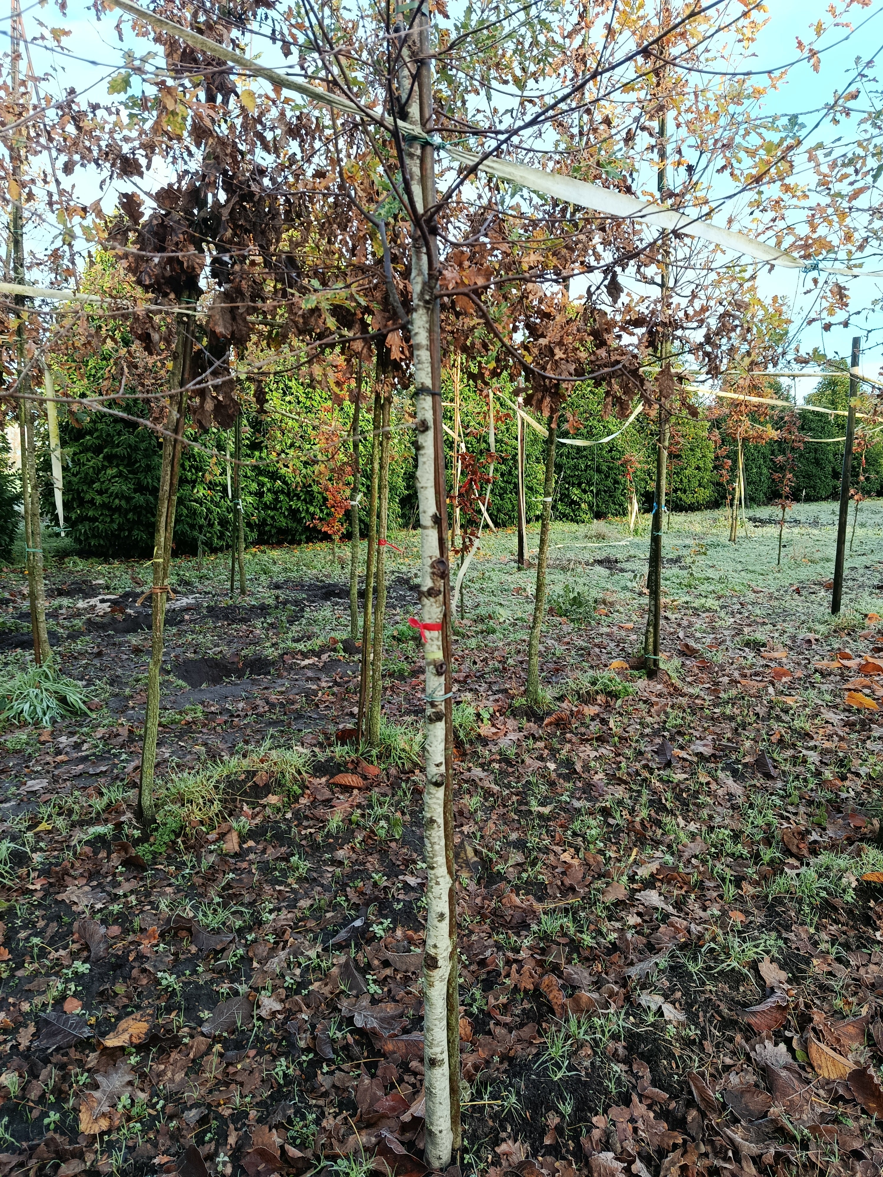 Zoete berk of kersenberk (Betula lenta) hoogstam