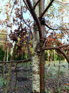 Zoete berk of kersenberk (Betula lenta) hoogstam
