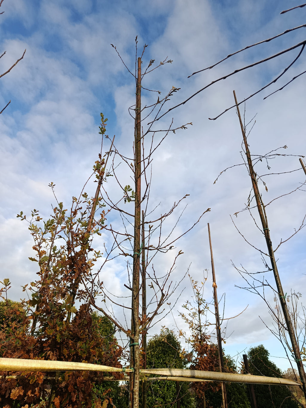 Zoete berk of kersenberk (Betula lenta) hoogstam