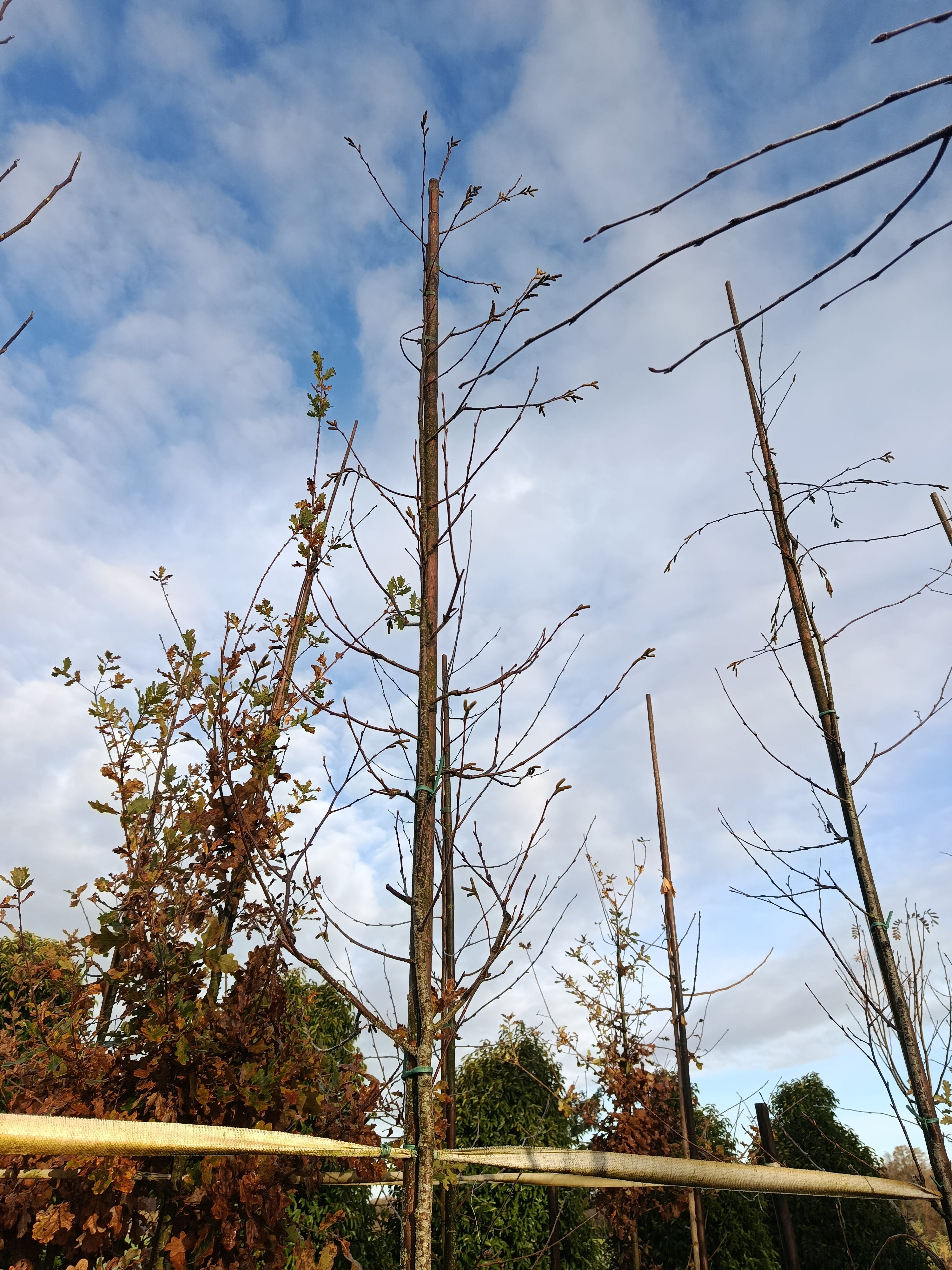 Zoete berk of kersenberk (Betula lenta) hoogstam