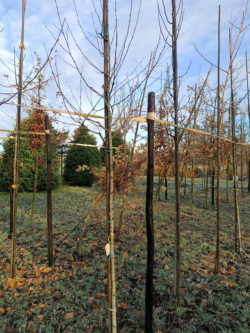 Zoete berk of kersenberk (Betula lenta) hoogstam