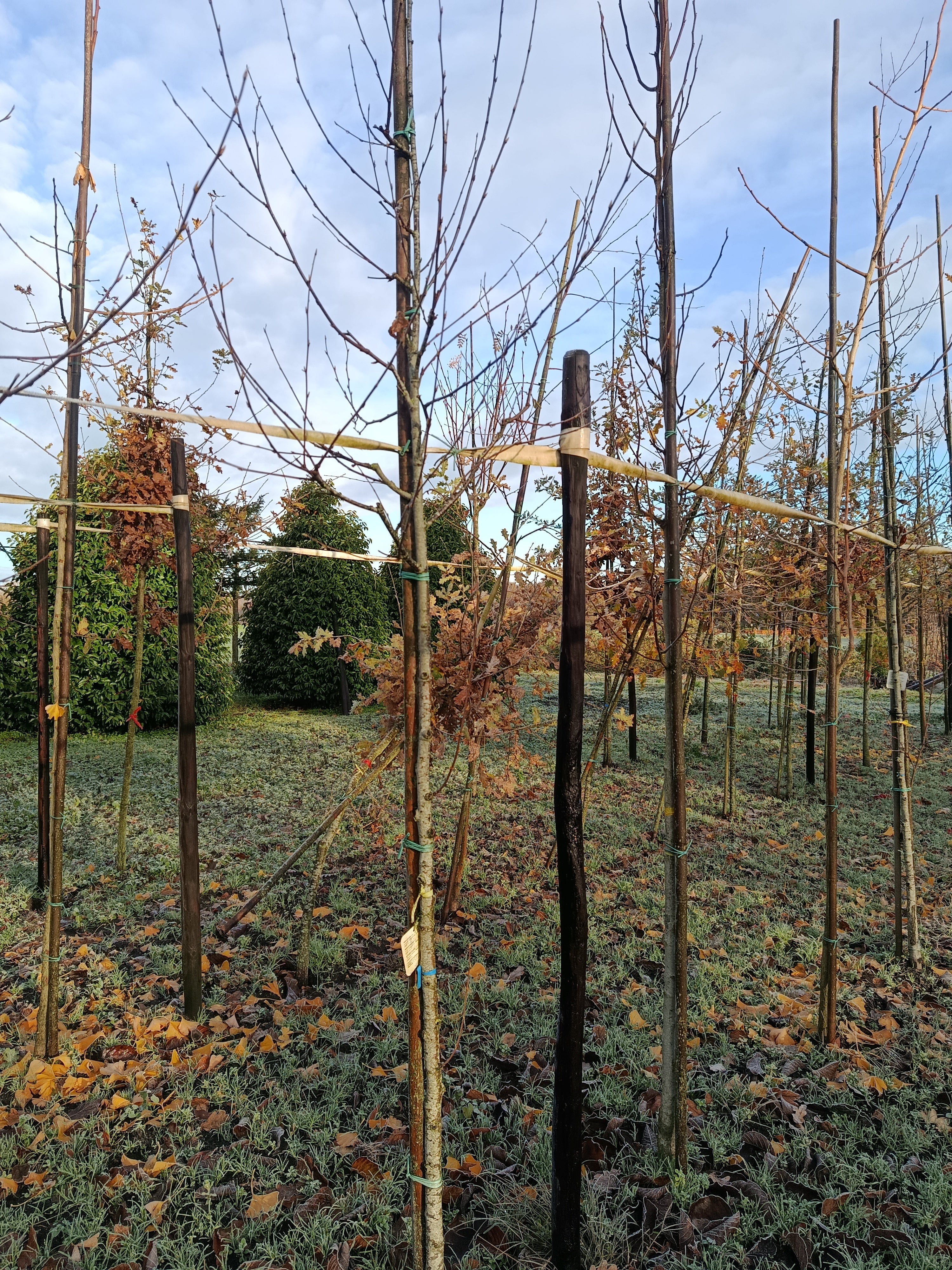 Zoete berk of kersenberk (Betula lenta) hoogstam