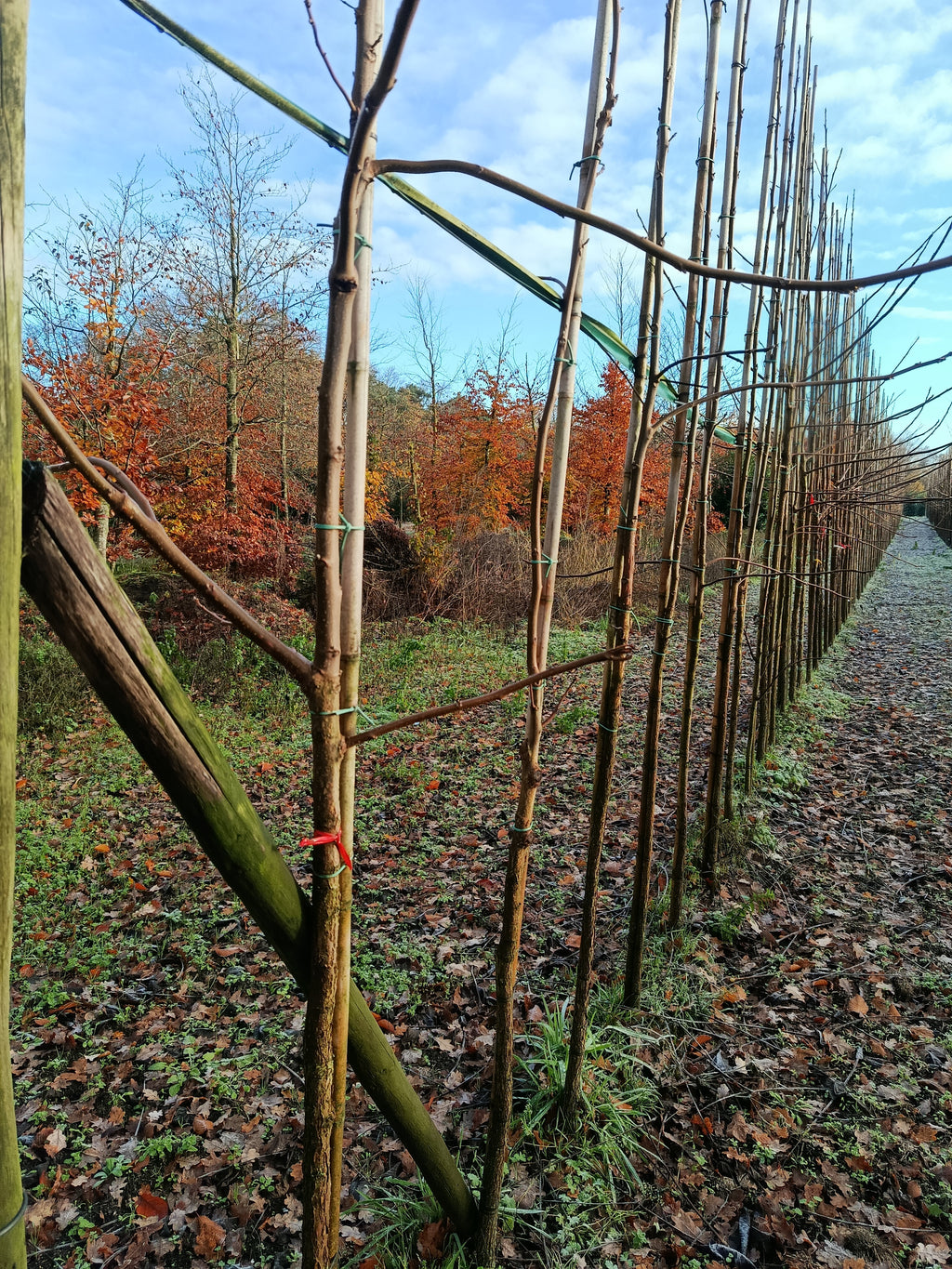Zwarte walnoot (Juglans Nigra) hoogstam