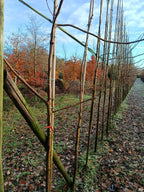 Zwarte walnoot (Juglans Nigra) hoogstam