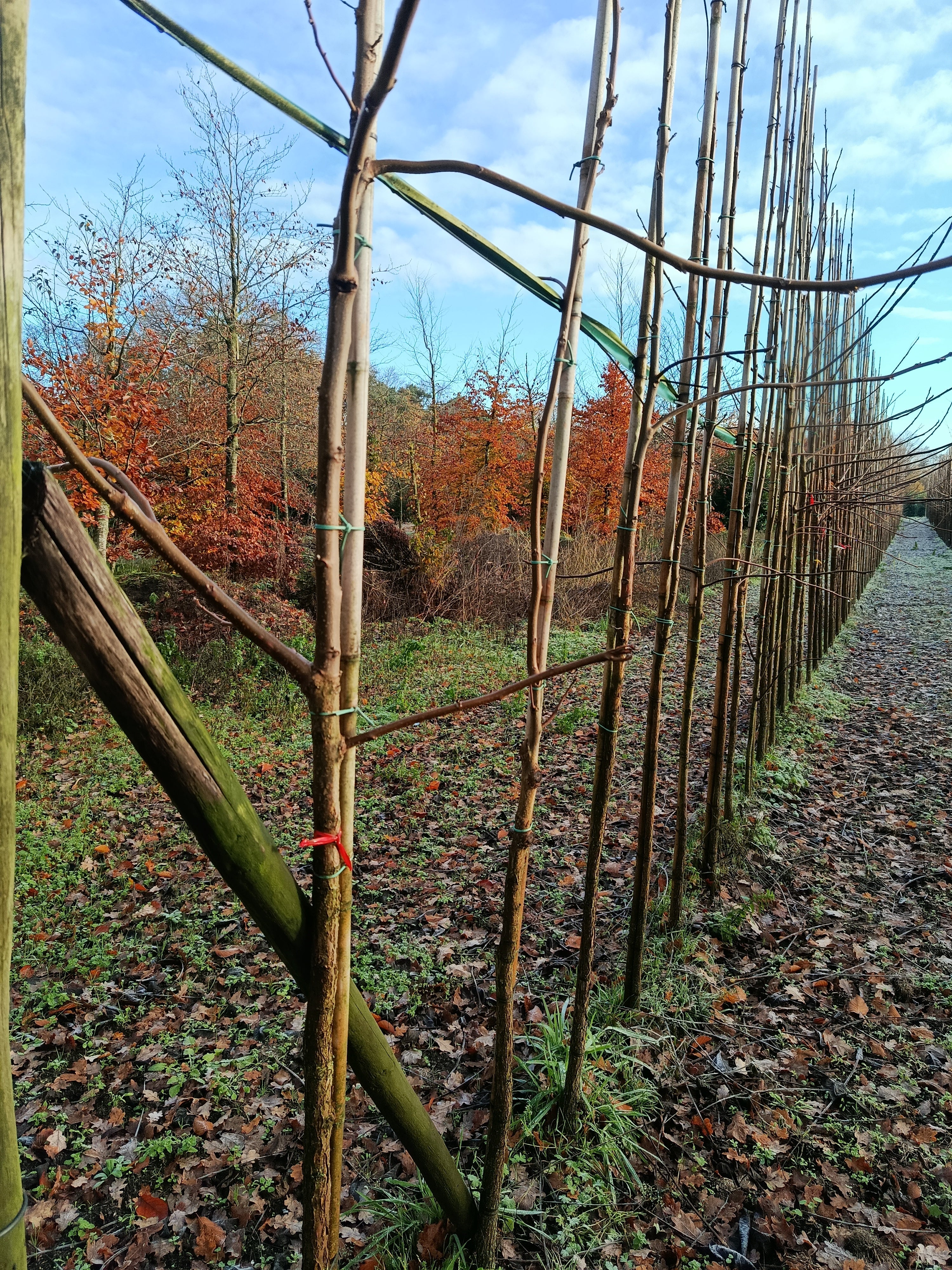 Zwarte walnoot (Juglans Nigra) hoogstam