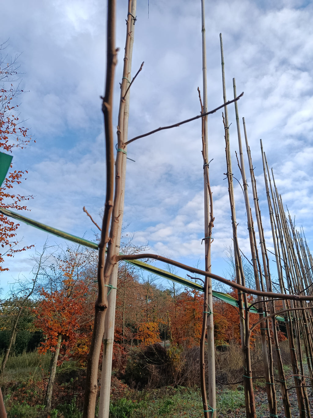 Zwarte walnoot (Juglans Nigra) hoogstam