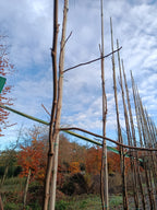 Zwarte walnoot (Juglans Nigra) hoogstam