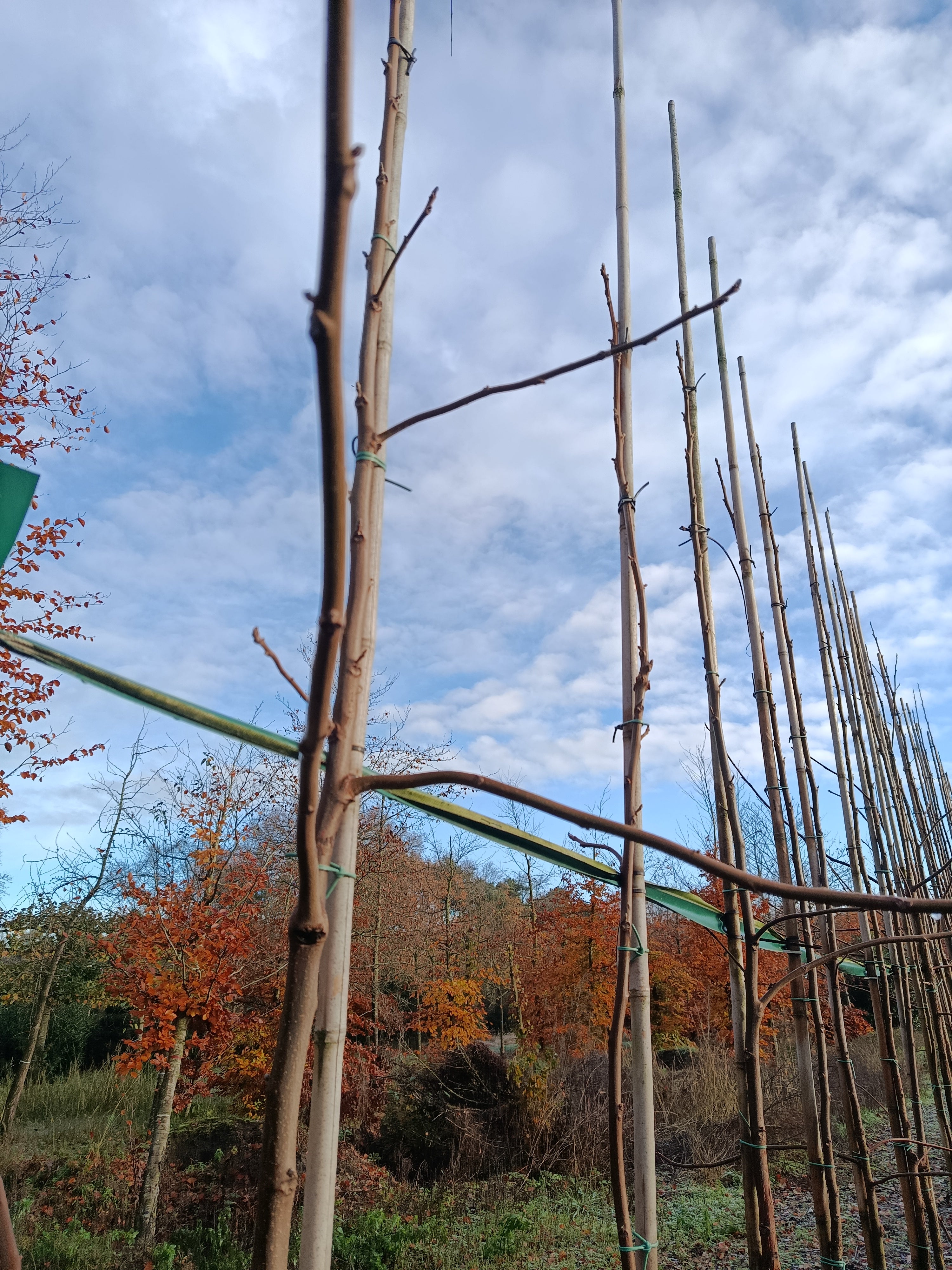 Zwarte walnoot (Juglans Nigra) hoogstam