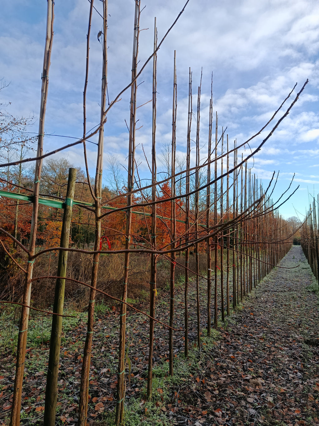 Zwarte walnoot (Juglans Nigra) hoogstam
