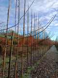 Zwarte walnoot (Juglans Nigra) hoogstam