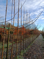 Zwarte walnoot (Juglans Nigra) hoogstam