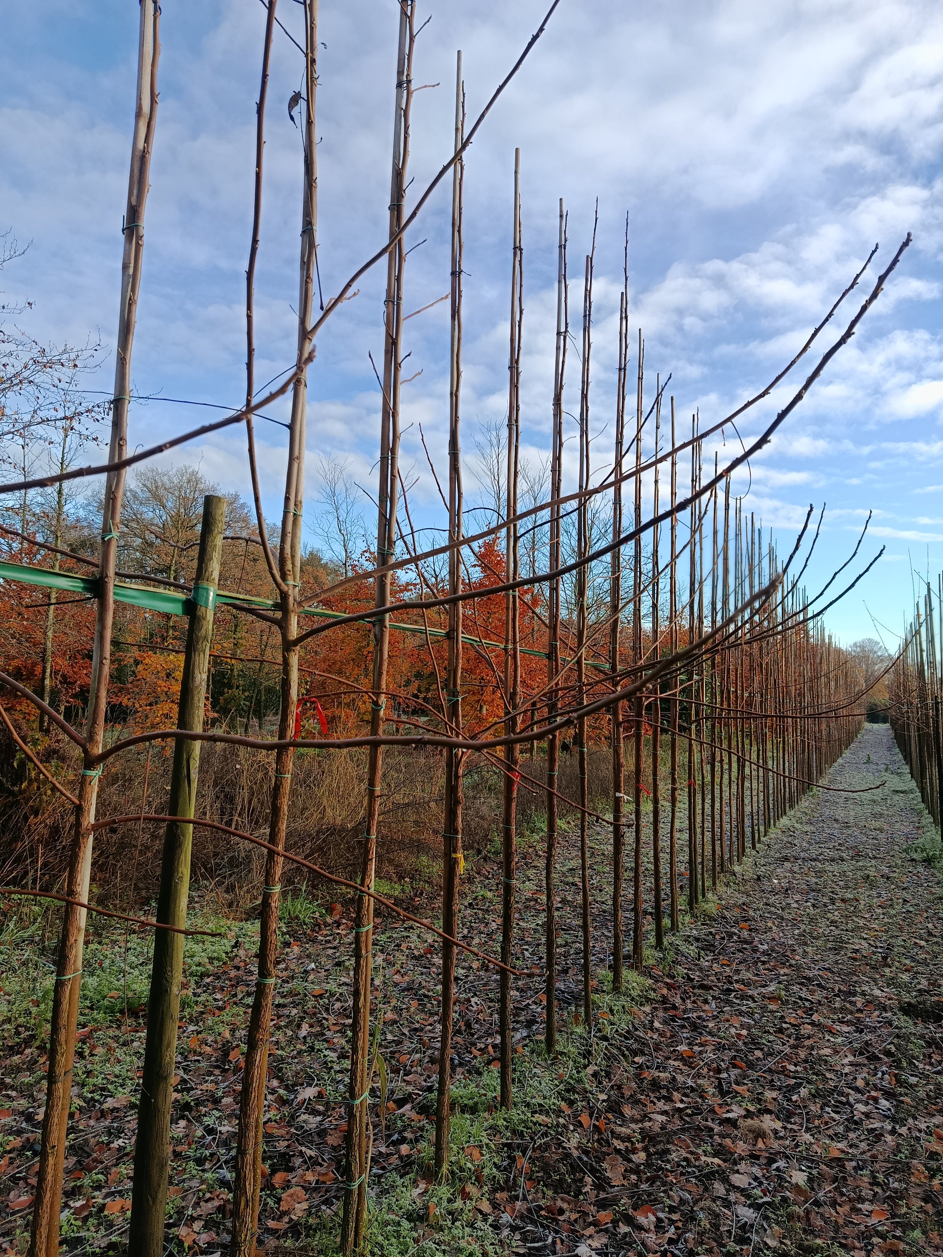 Zwarte walnoot (Juglans Nigra) hoogstam