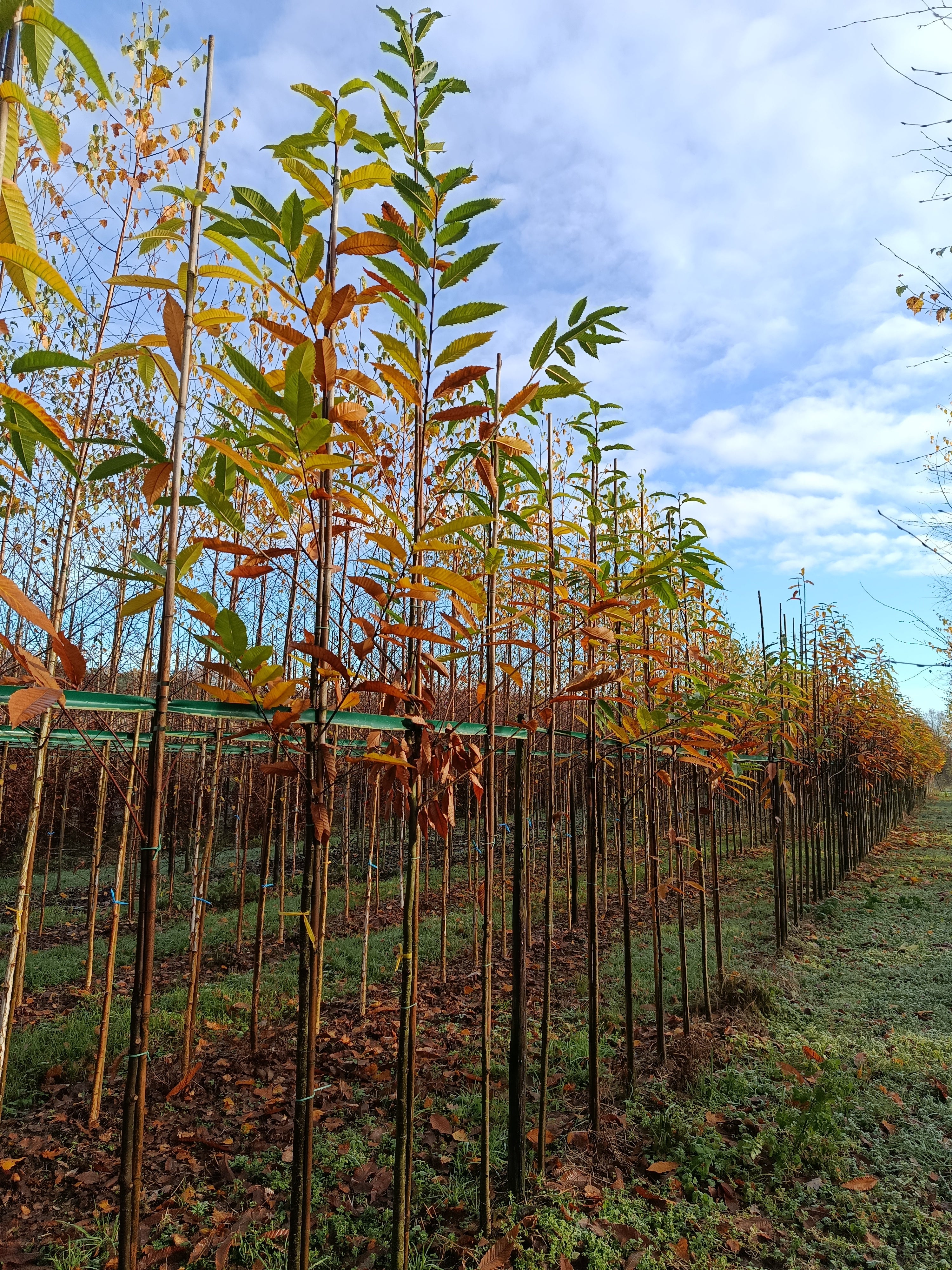 Tamme kastanje (Castanea sativa) hoogstam