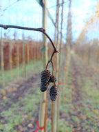 Witte els (Alnus Incana)