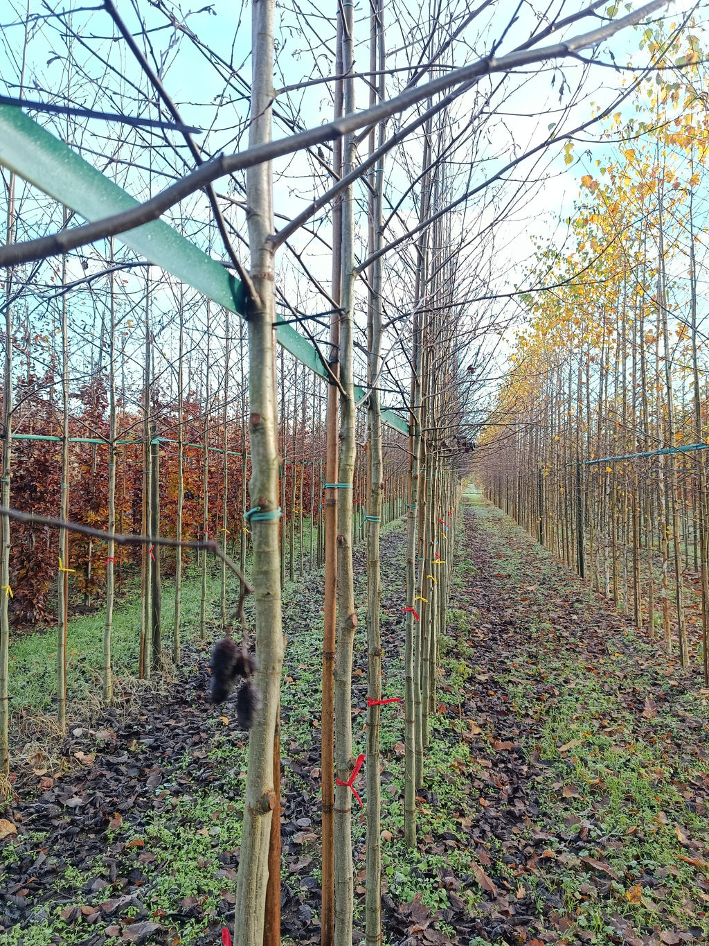 Witte els (Alnus Incana)