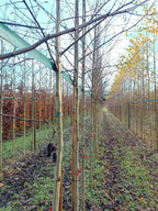 Witte els (Alnus Incana)