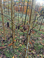 Witte els (Alnus Incana)