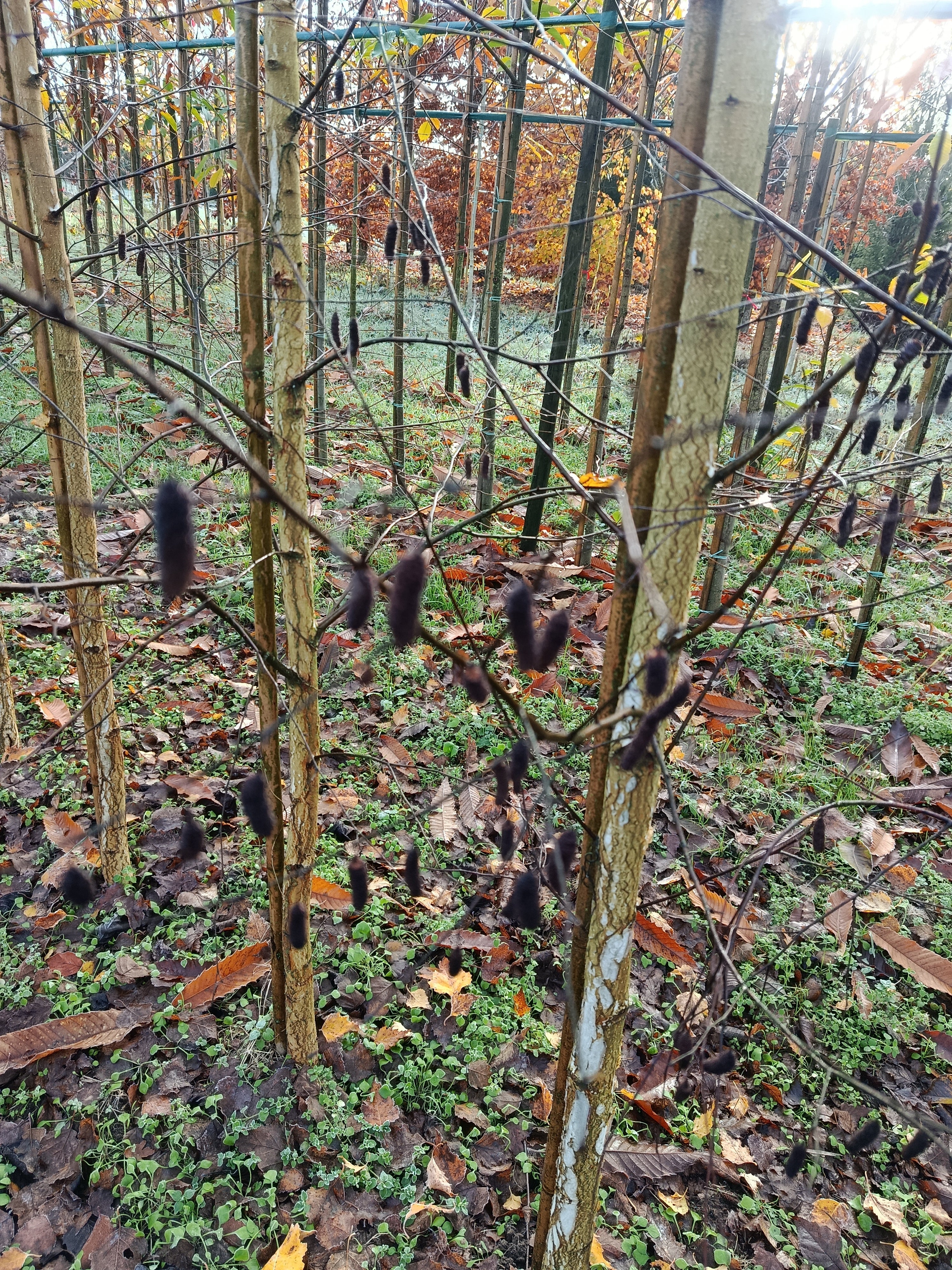 Witte els (Alnus Incana)