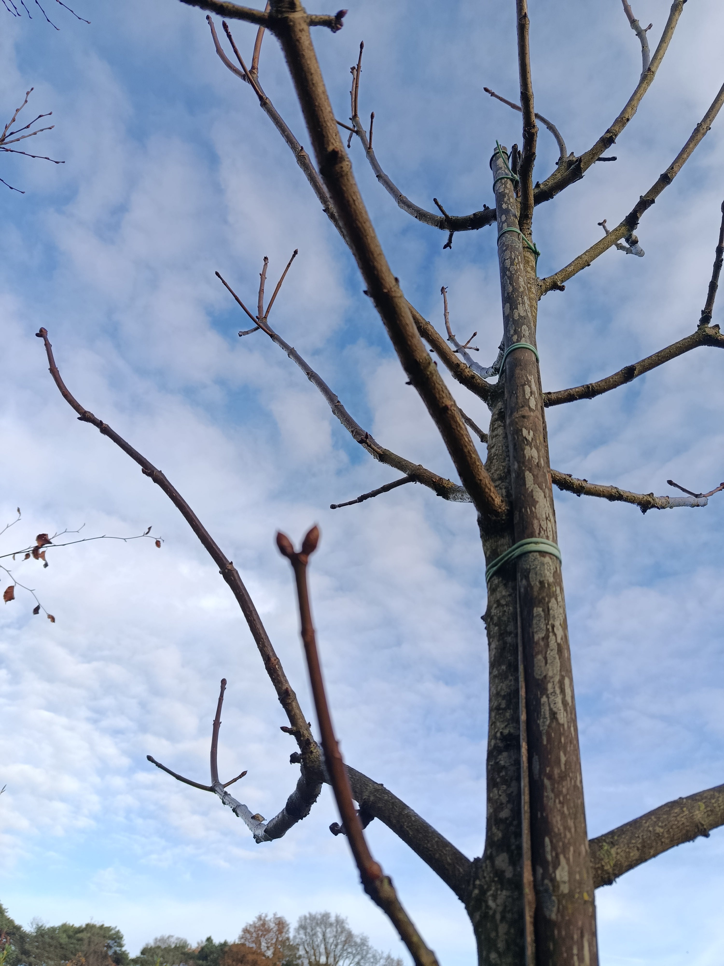 Rode paardenkastanje (Aesculus carnea Briotii)