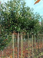 laurierkers op stam (Prunus laurocerasus Caucasica) Kegelvorm