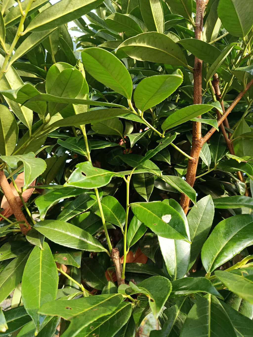 laurierkers op stam (Prunus laurocerasus Caucasica) Kegelvorm